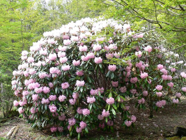 (2030)長九郎山植栽シャクナゲ