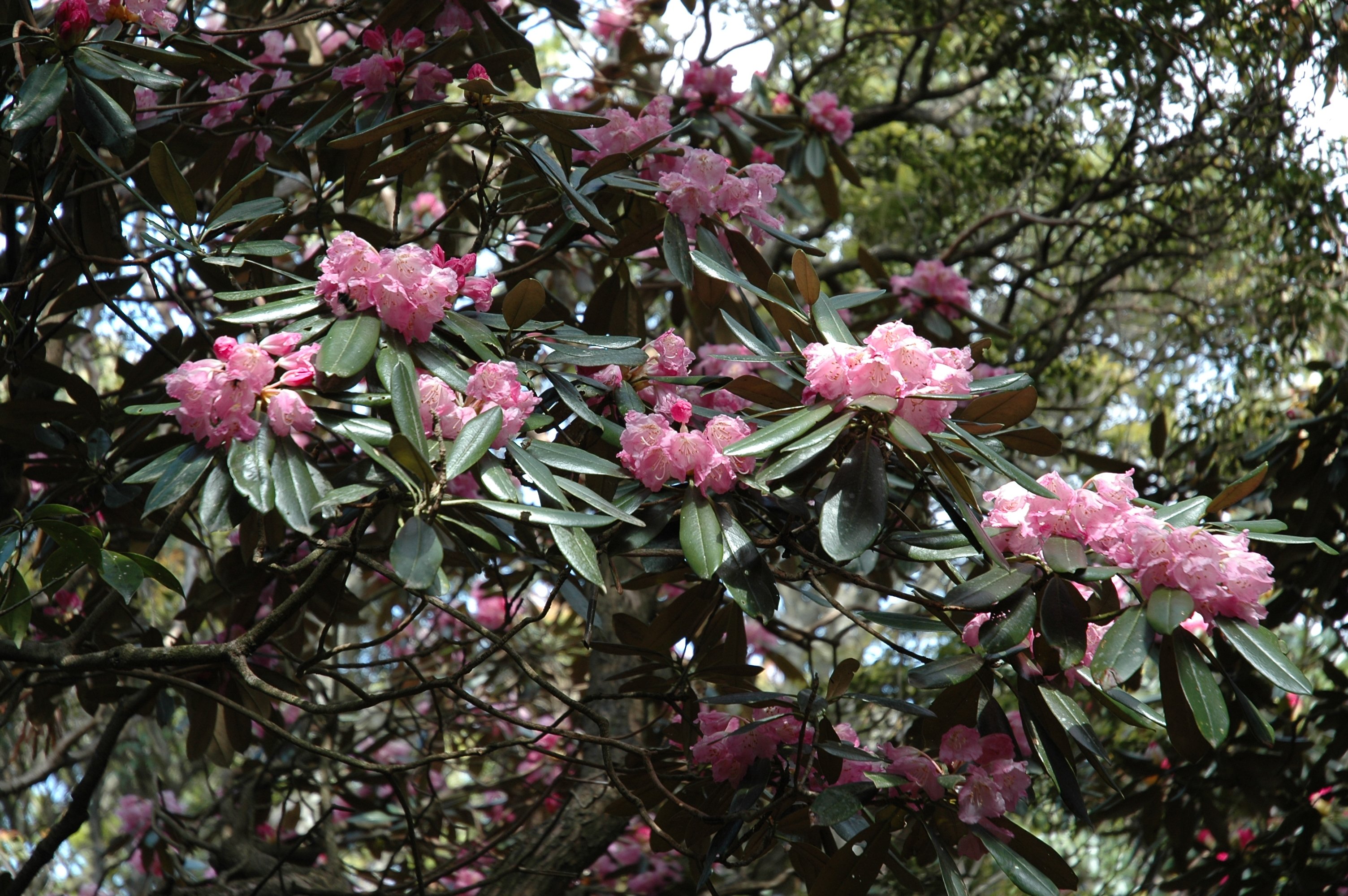 52 長九郎山アマギシャクナゲ 松崎町