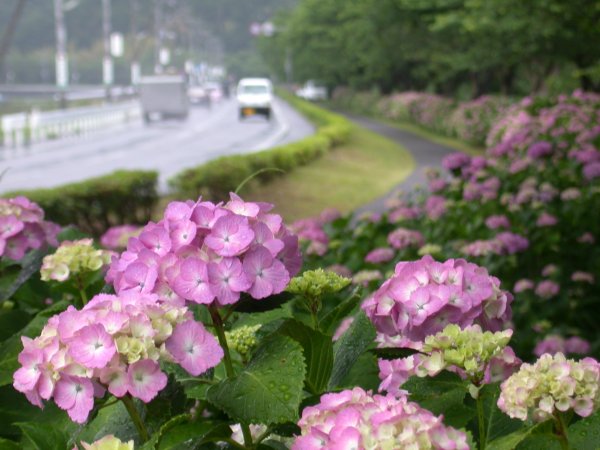 (2090)那賀川沿いのアジサイ