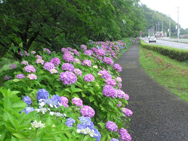 (2091)那賀川沿いのアジサイ