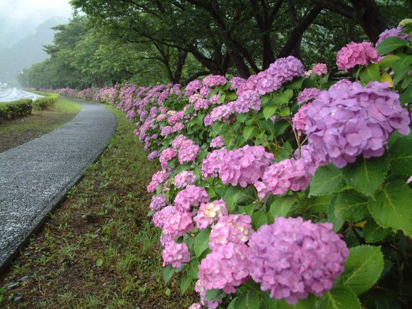 (2092)那賀川沿いのアジサイ