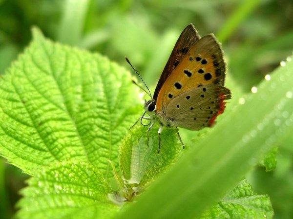 (2102)ベニシジミ蝶