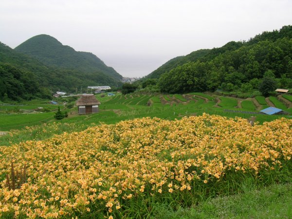 (2108)棚田のへメロカリス