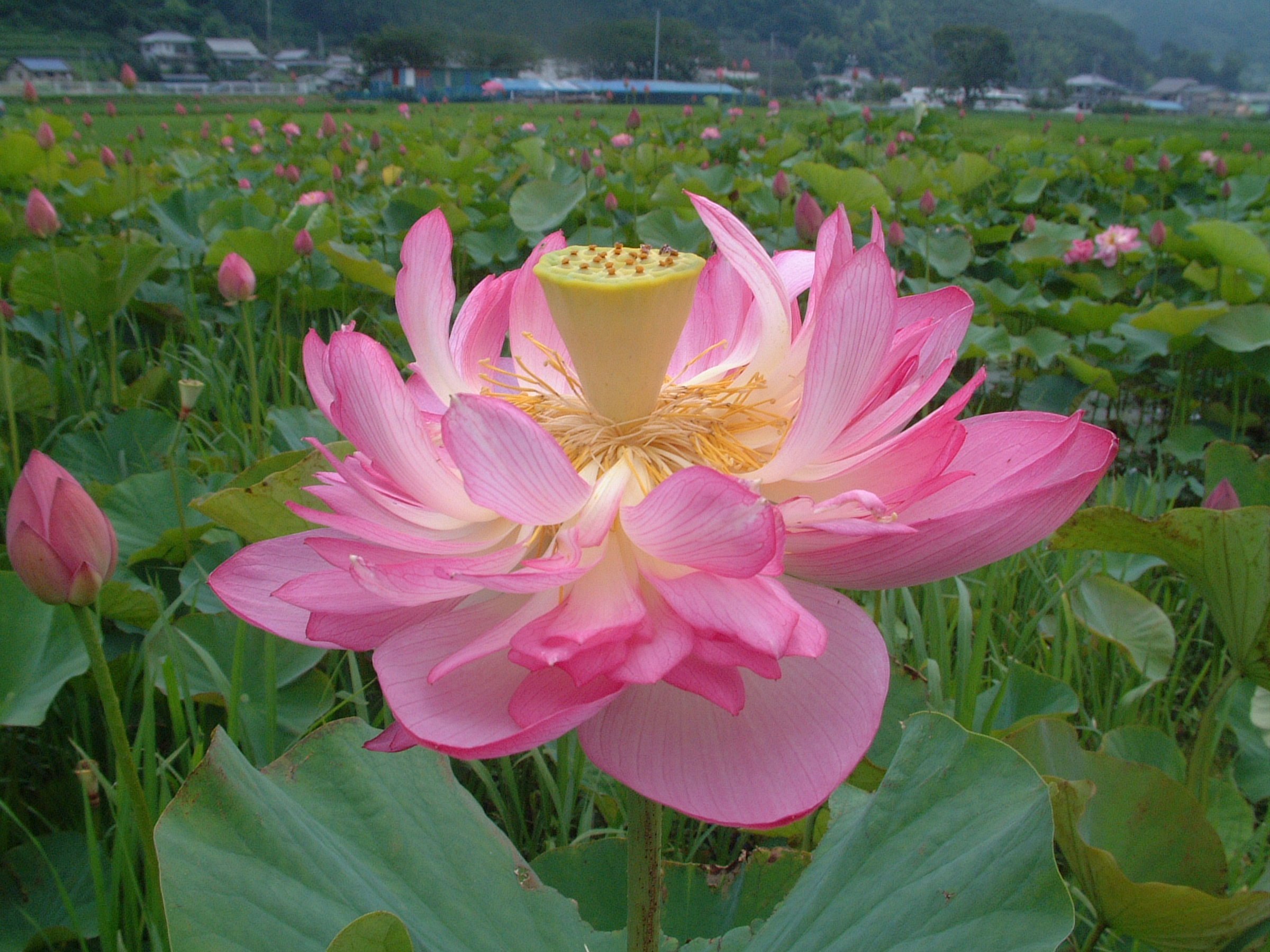 2119)蓮 | 松崎町