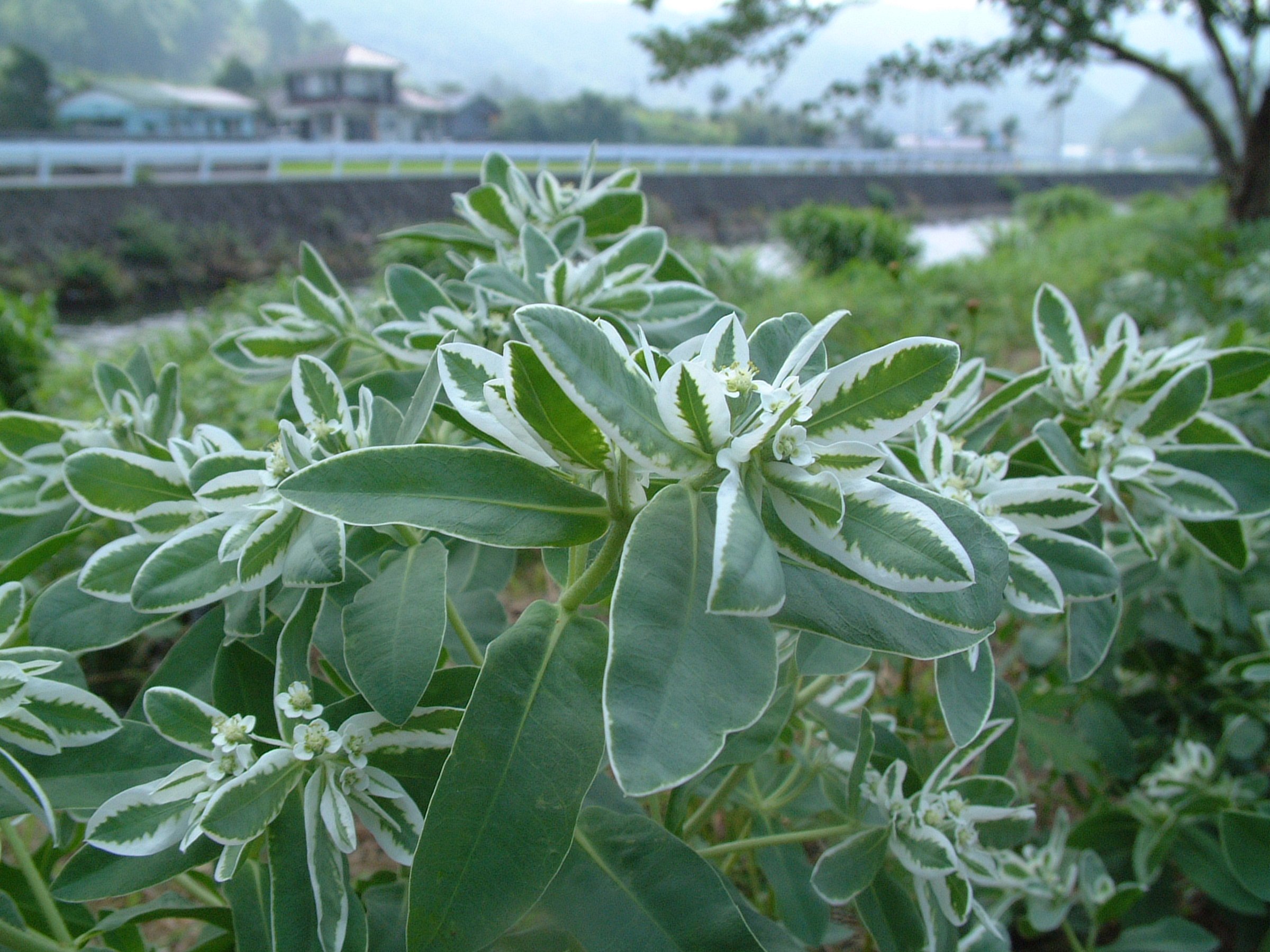 2132 ハツユキソウ 松崎町