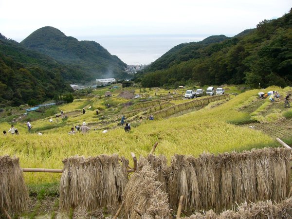 (2137)棚田収穫祭