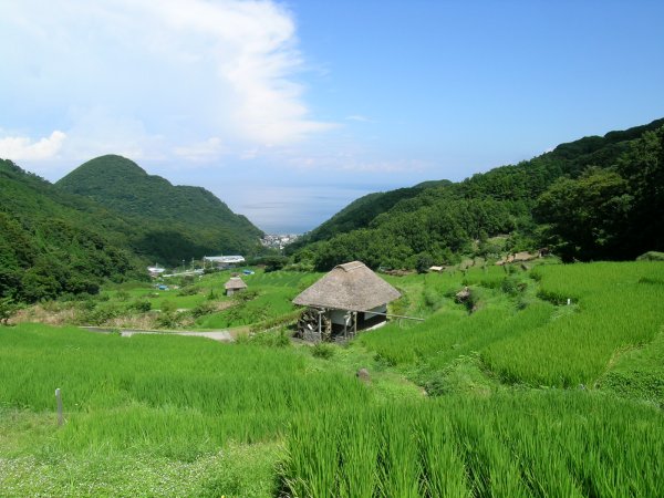 (2172)棚田