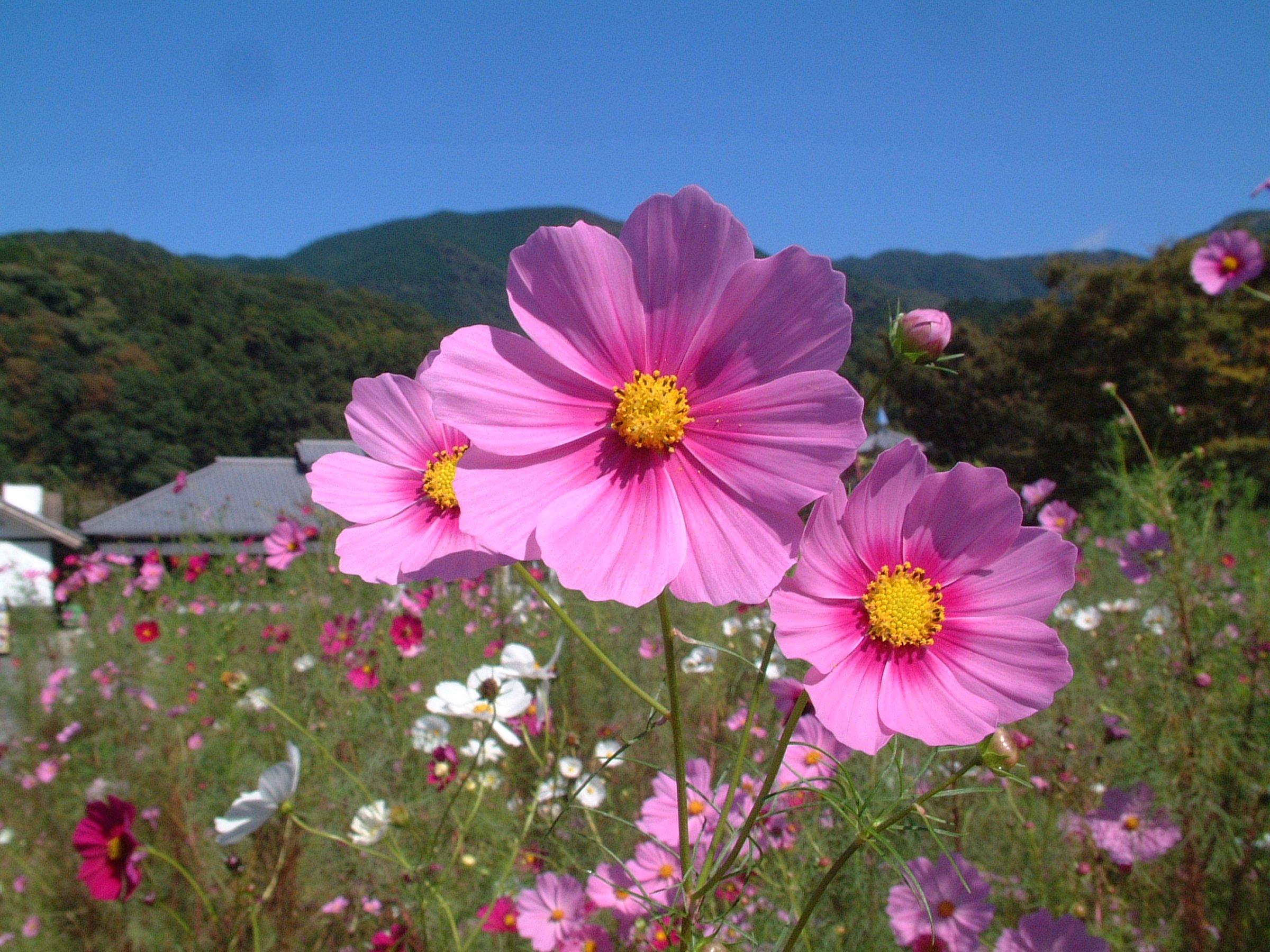 2218)コスモス | 松崎町