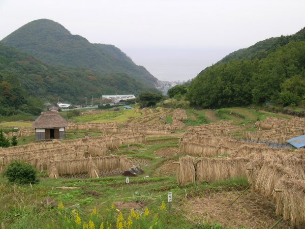 (2232)棚田