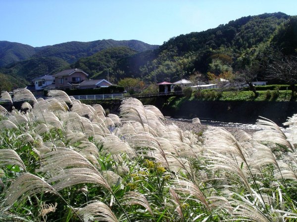 (2235)那賀川のススキ