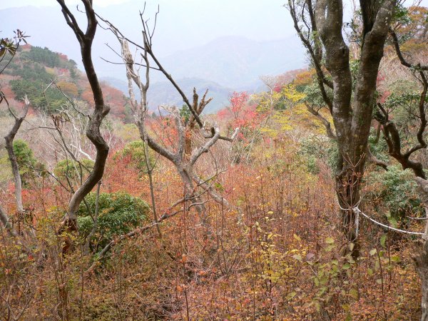 (2276)長九郎山の紅葉