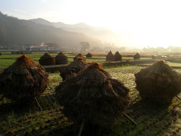 (2278)田園風景（岩科）