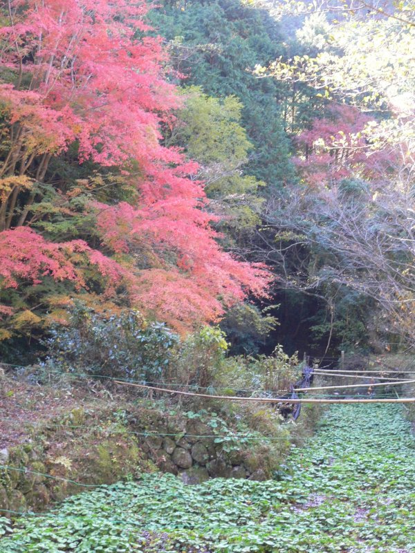 (2289)池代の紅葉