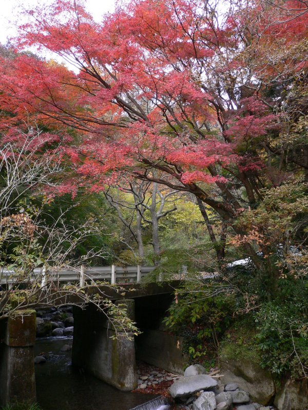 (2290)池代の紅葉