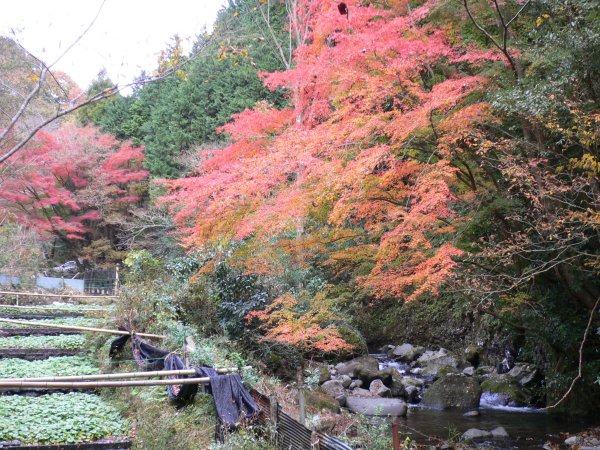 (2291)池代の紅葉