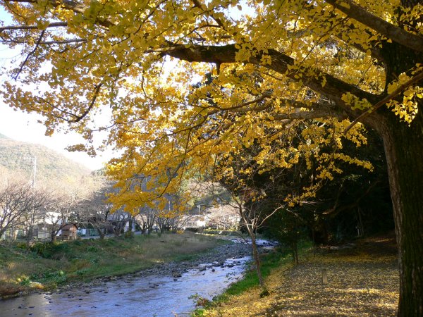 (2292)大沢山神社のイチョウ