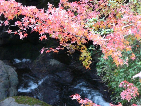 (2293)長九郎狼橋付近の紅葉