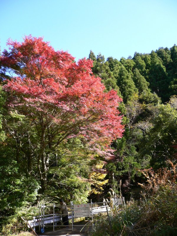 (2295)長九郎山の紅葉
