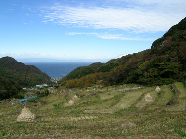 (2299)棚田