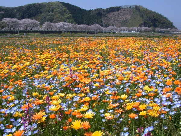 (2340)花畑