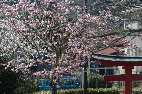 (2361)早咲きの桜（建久寺）