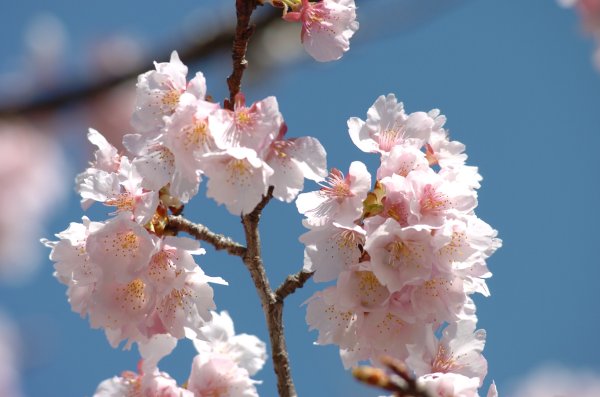 (2362)早咲きの桜（建久寺）