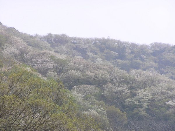 (2364)高通山の山桜