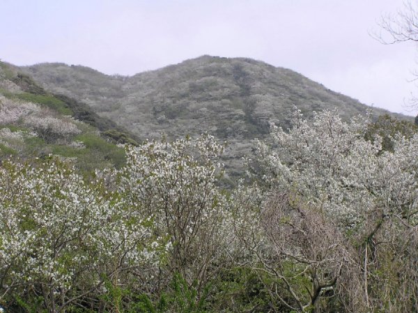 (2365)高通山の山桜