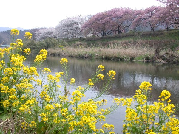 (2370)早咲きの桜（伏倉土手）