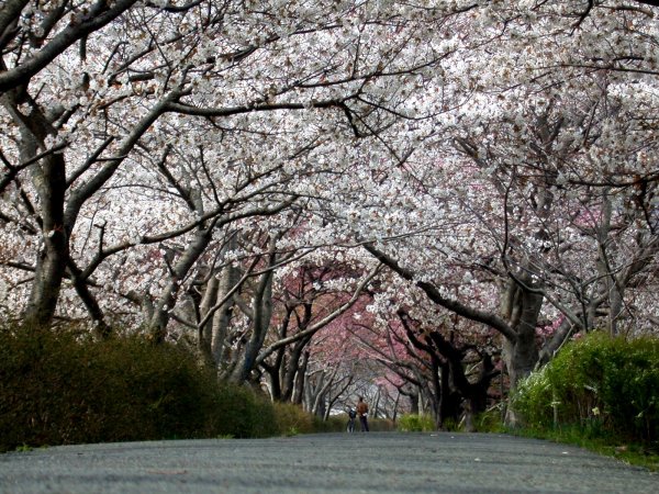 (2371)早咲きの桜（伏倉土手）
