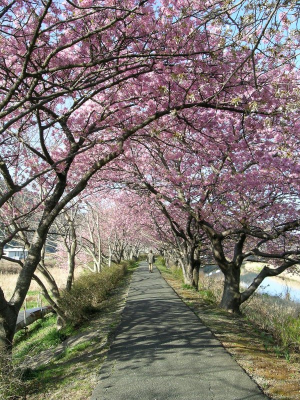 (2373)早咲きの桜（伏倉土手）