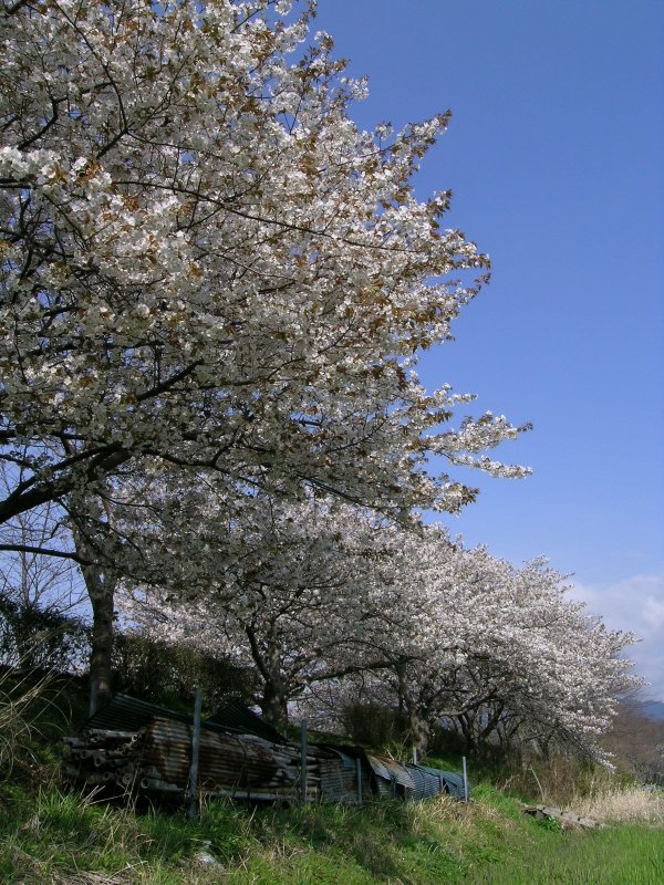 (2374)早咲きの桜（伏倉土手）