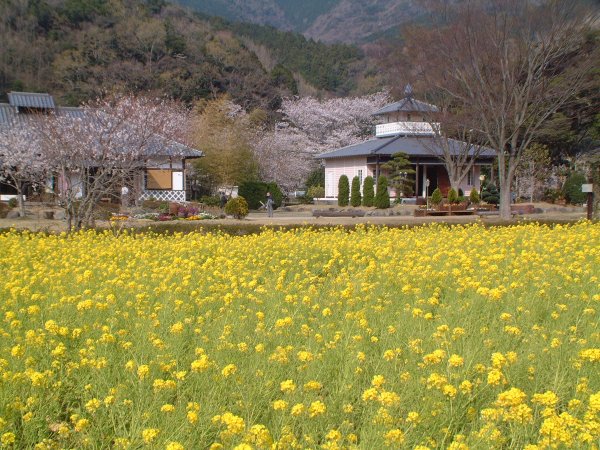 (2381)三聖苑の菜の花