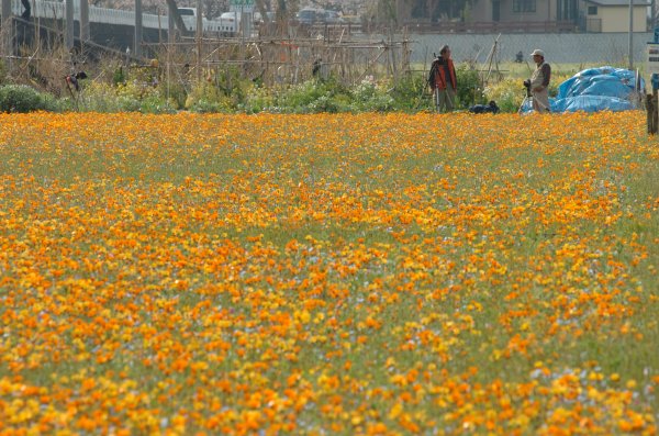 (2383)田んぼをつかった花畑