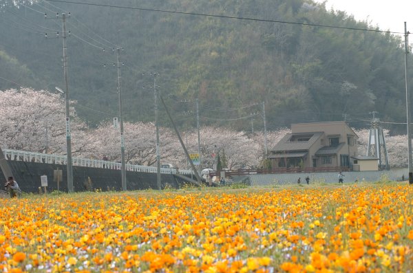 (2384)田んぼをつかった花畑