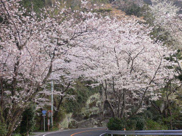 (2388)室岩洞の桜