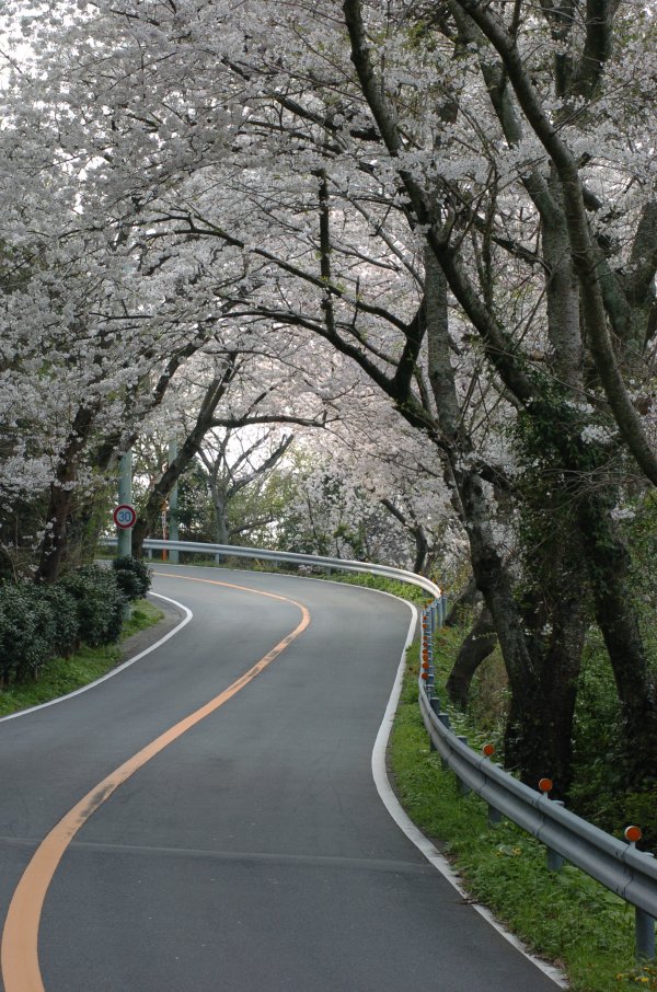 (2389)室岩洞の桜