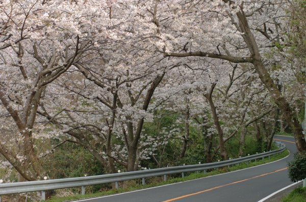 (2390)室岩洞の桜