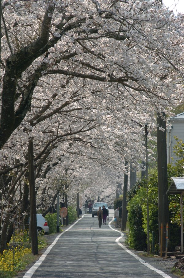 (2391)大沢温泉の桜