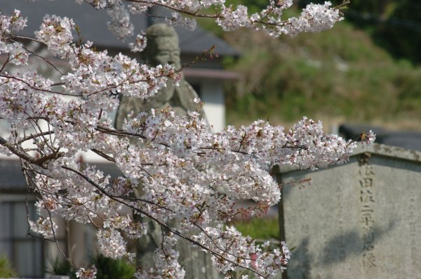 (2392)大沢温泉の桜