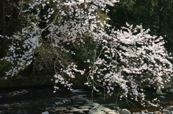 (2394)大沢温泉の桜