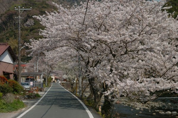 (2395)大沢温泉の桜