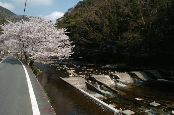 (2396)大沢温泉の桜