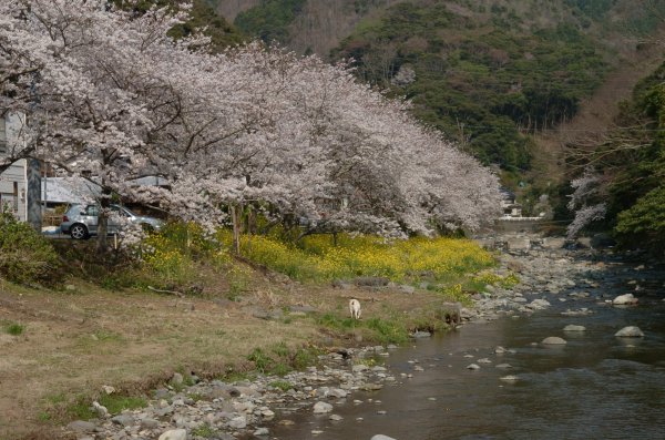 (2397)大沢温泉の桜