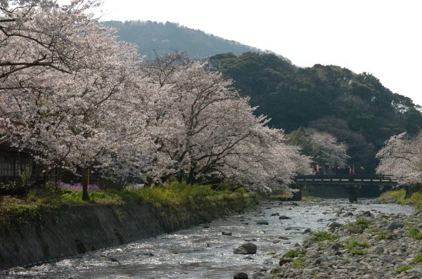 (2398)大沢温泉の桜
