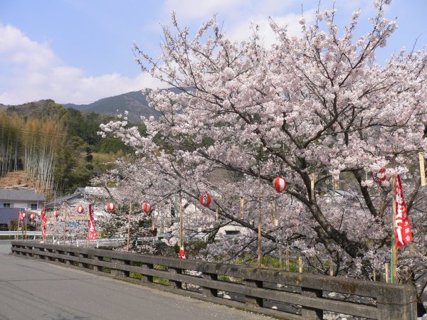 (2400)大沢温泉の桜