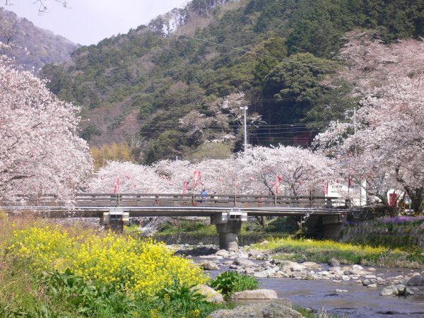 (2401)大沢温泉の桜