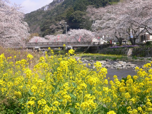 (2402)大沢温泉の桜