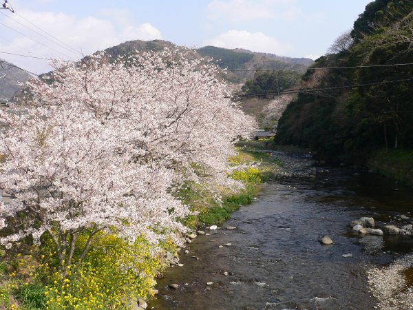 (2403)大沢温泉の桜