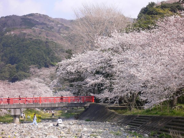 (2404)大沢温泉の桜
